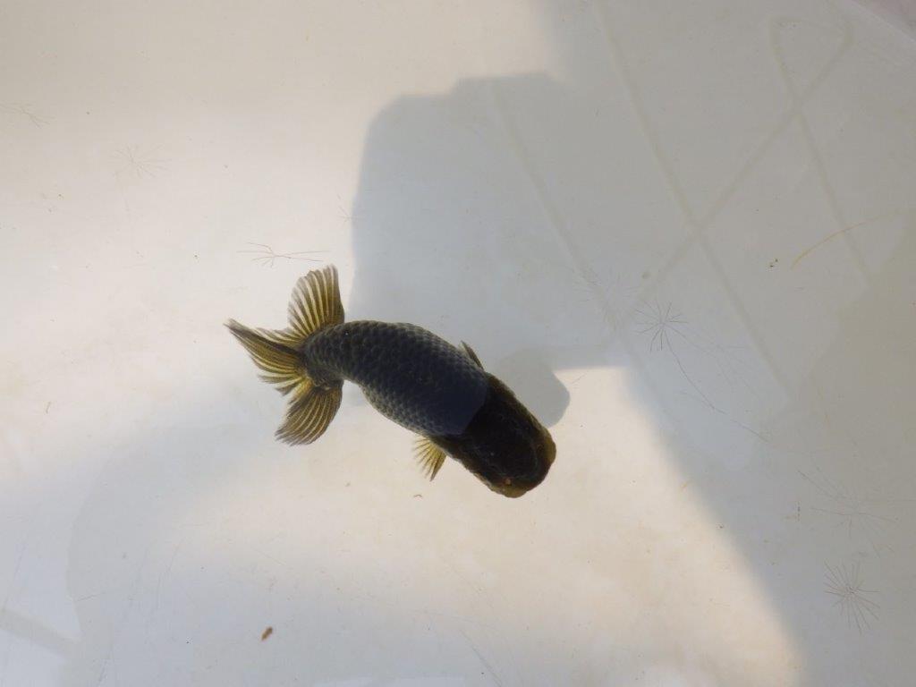【愛知超優良系統 】様々な楽しみがある黒仔！　当歳らんちゅう約7,5~8cm
