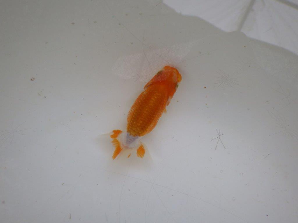 【 約１週間の期間限定販売】背、腰も綺麗です！　約7,5㎝　性別不明【 岡山村上暢彦氏作】の上身