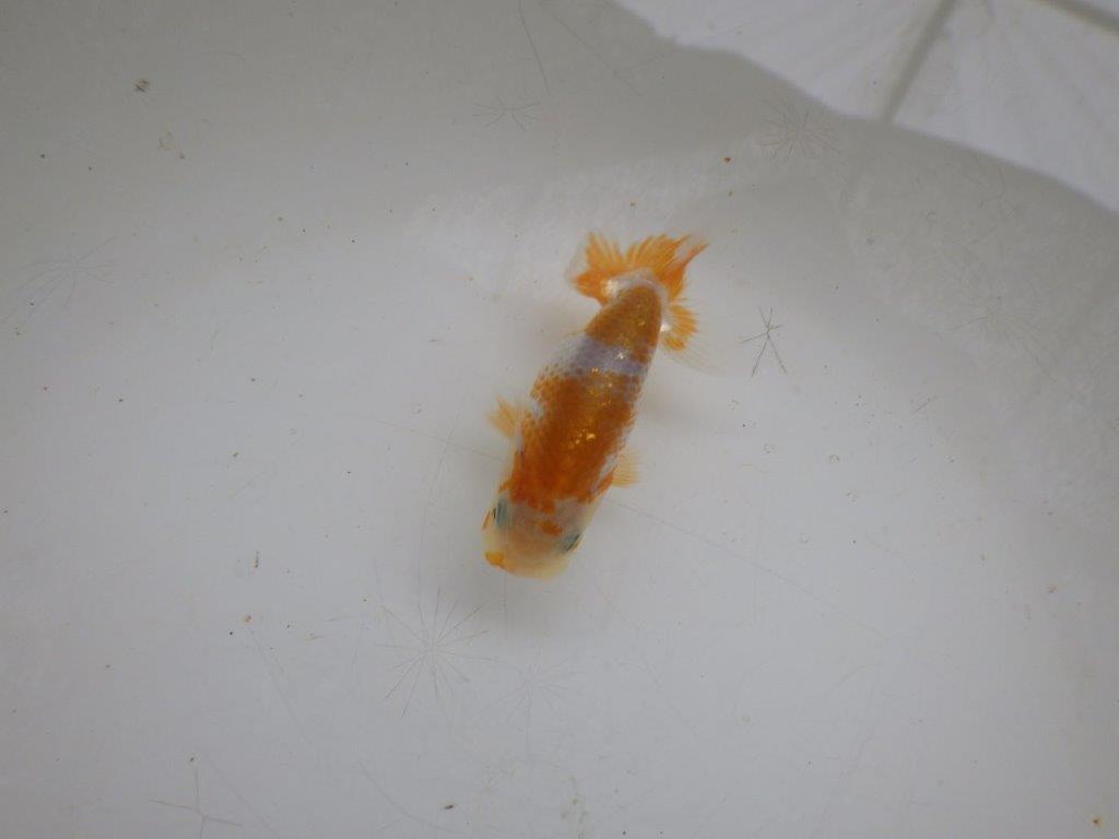 【 約１週間の期間限定販売】まだ幼いですが素晴らしい雰囲気　約8㎝　性別不明【 岡山村上暢彦氏作】