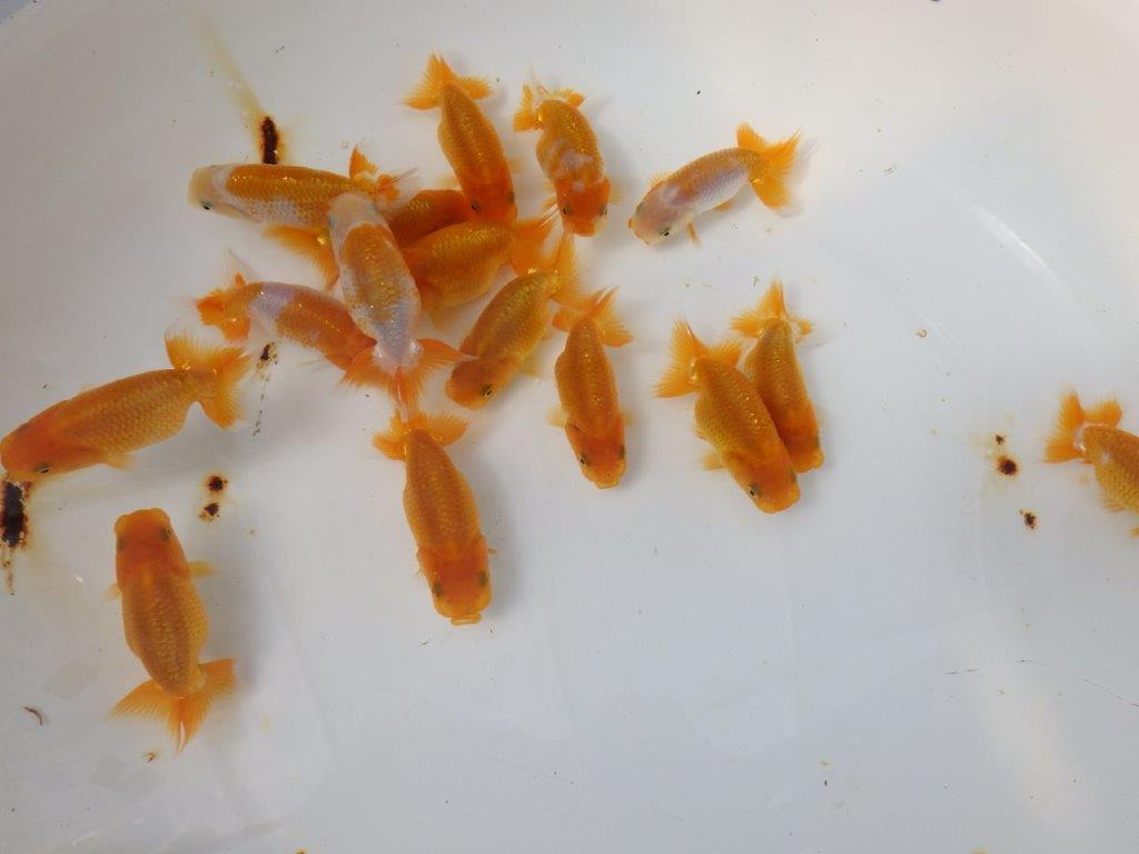 【岡山村上暢彦氏】美しい姿がお楽しみ頂ける当歳らんちゅう 大サイズ5尾セット約6.5~7,5㎝ 限定1セット