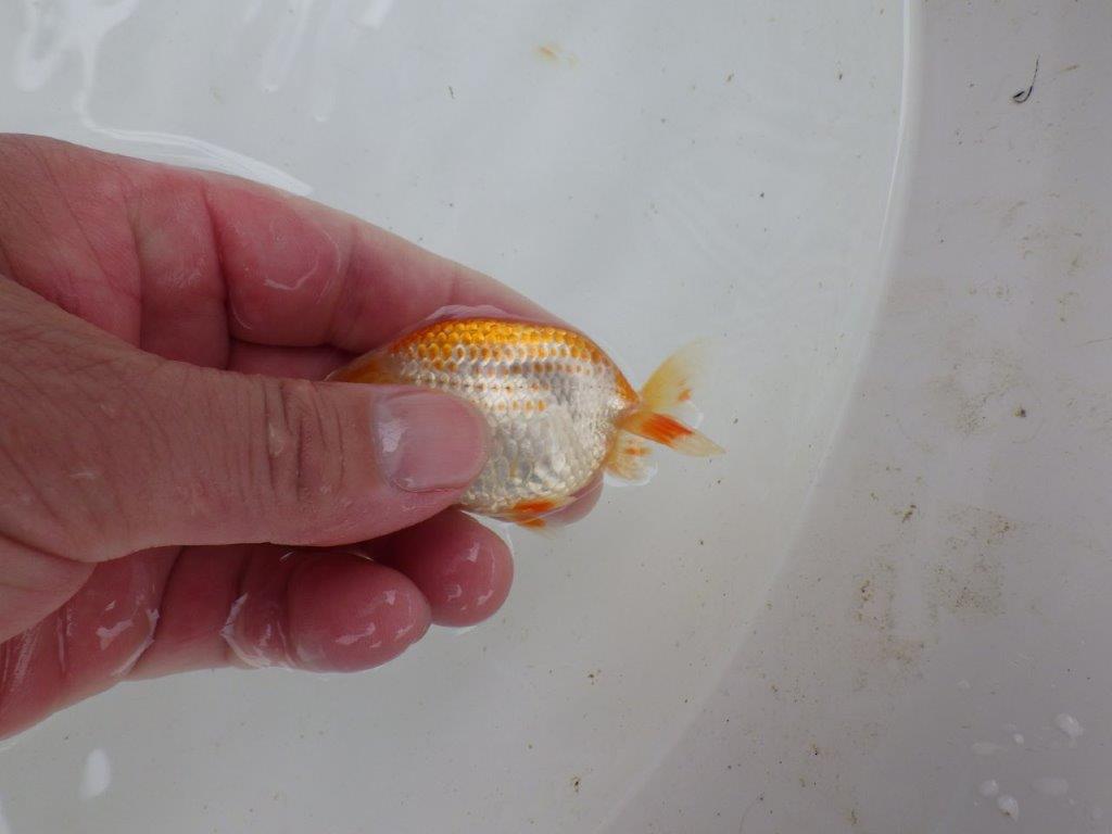 【 一押し！！】ご鑑賞お勧めの更紗　　期間限定販売　約8㎝　性別不明