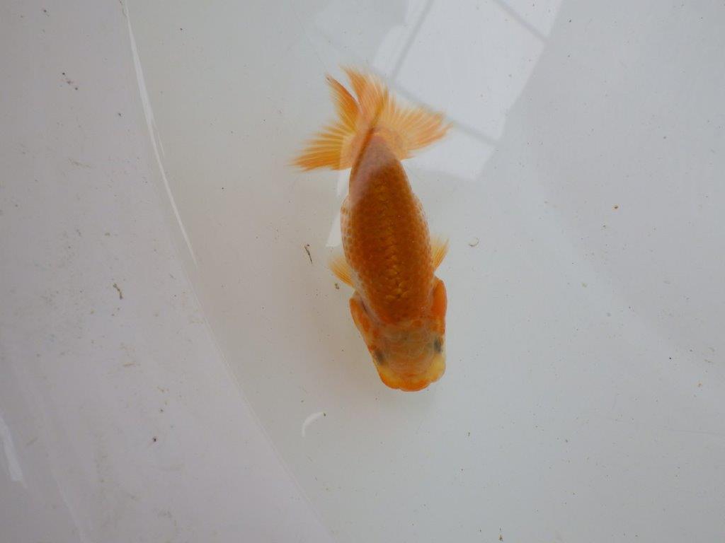 【 一押し！！】カナコ系の小豆更紗模様が綺麗！　　期間限定販売　約8㎝　性別不明の上身