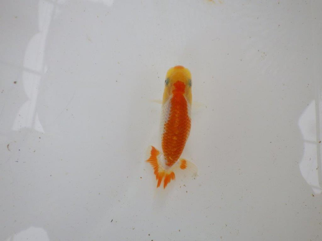 【 一押し！！】色艶が良く尾型も綺麗な更紗　　期間限定販売　約8㎝　性別不明