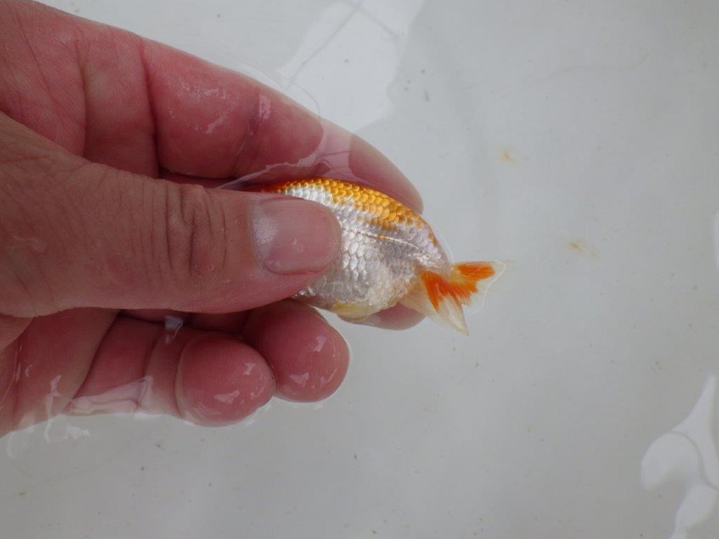 【 一押し！！】色艶が良く尾型も綺麗な更紗　　期間限定販売　約8㎝　性別不明