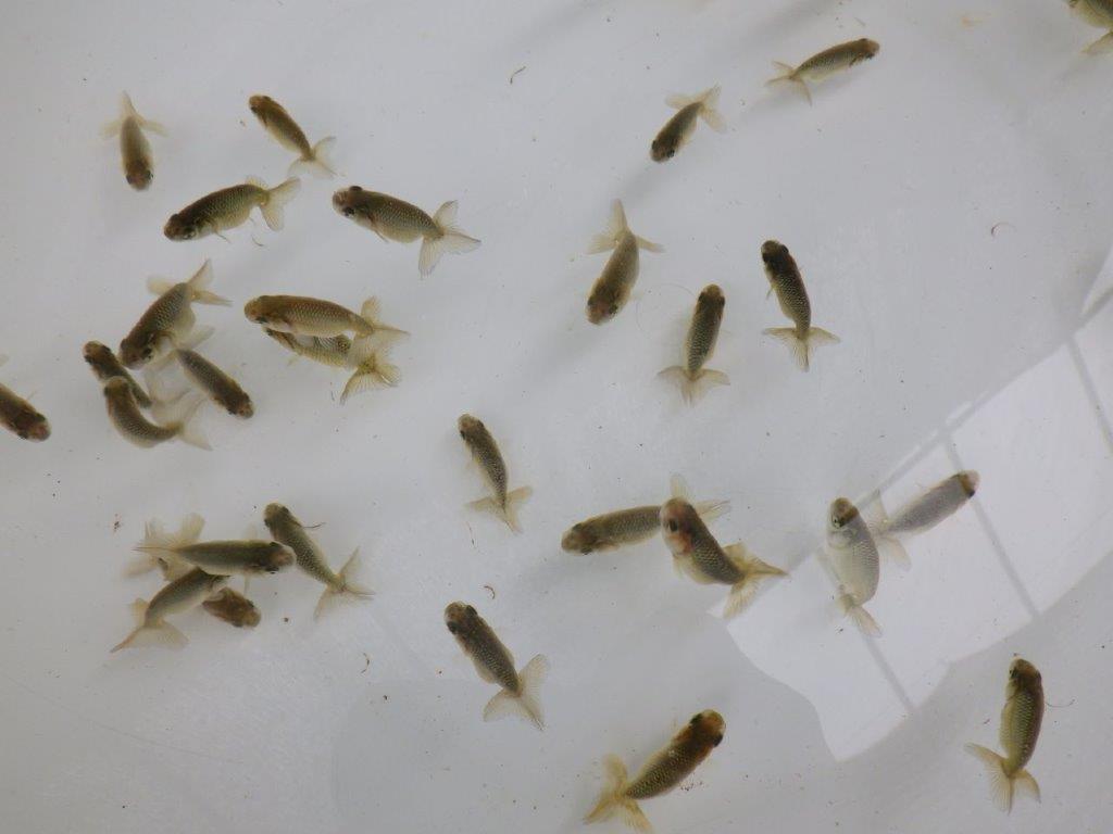 【 一押し！！】１０尾セット　　期間限定販売　約4~5㎝　性別不明　限定２セット