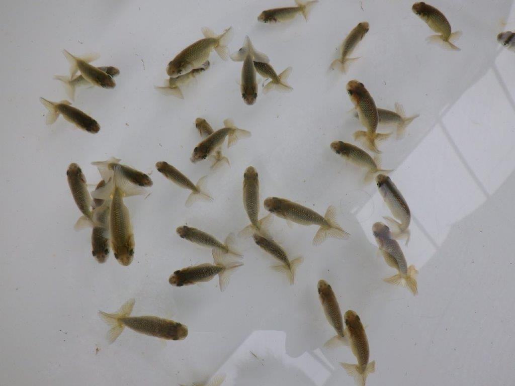 【 一押し！！】１０尾セット　　期間限定販売　約4~5㎝　性別不明　限定２セット
