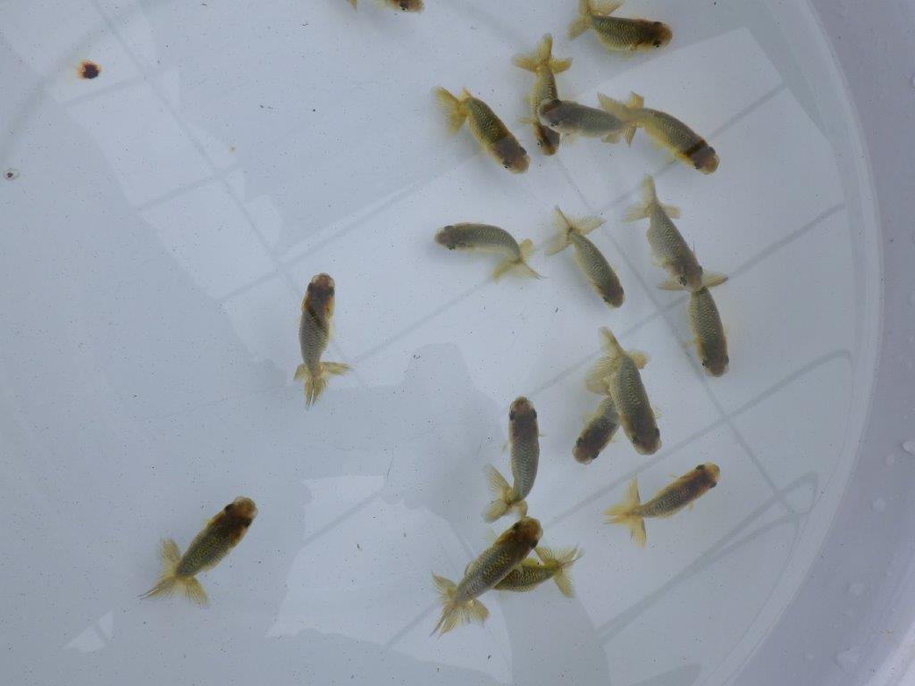 【 激熱！！】色変わりを楽しめるチャンス！５尾セット　西大関系統　　期間限定販売