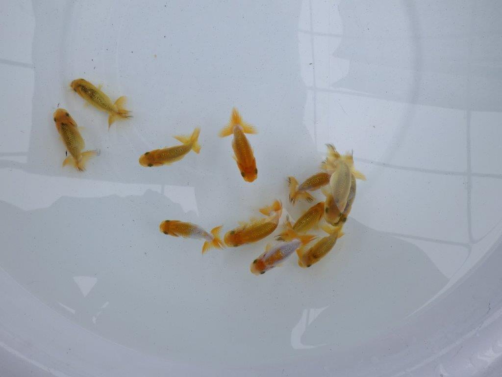 【 激熱！！】頭が良く尾の雰囲気も良い３尾セット　西大関系統　　期間限定販売