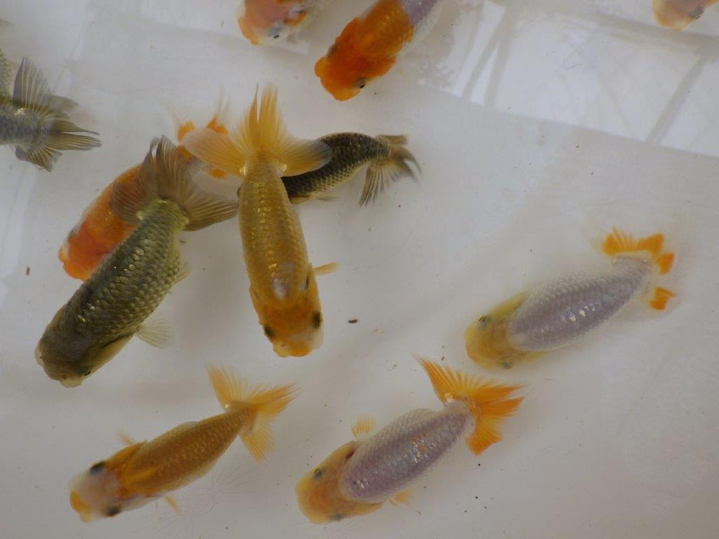 【 鉄板！！】迷ったらこちらの５尾セット！　東大関系統　　期間限定販売