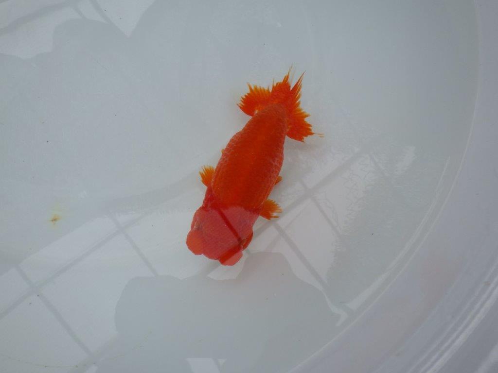 【美しい更紗、カナコ系の柄】愛知　竹内氏　明け二歳らんちゅう 　約14ｃｍ　性別不明
