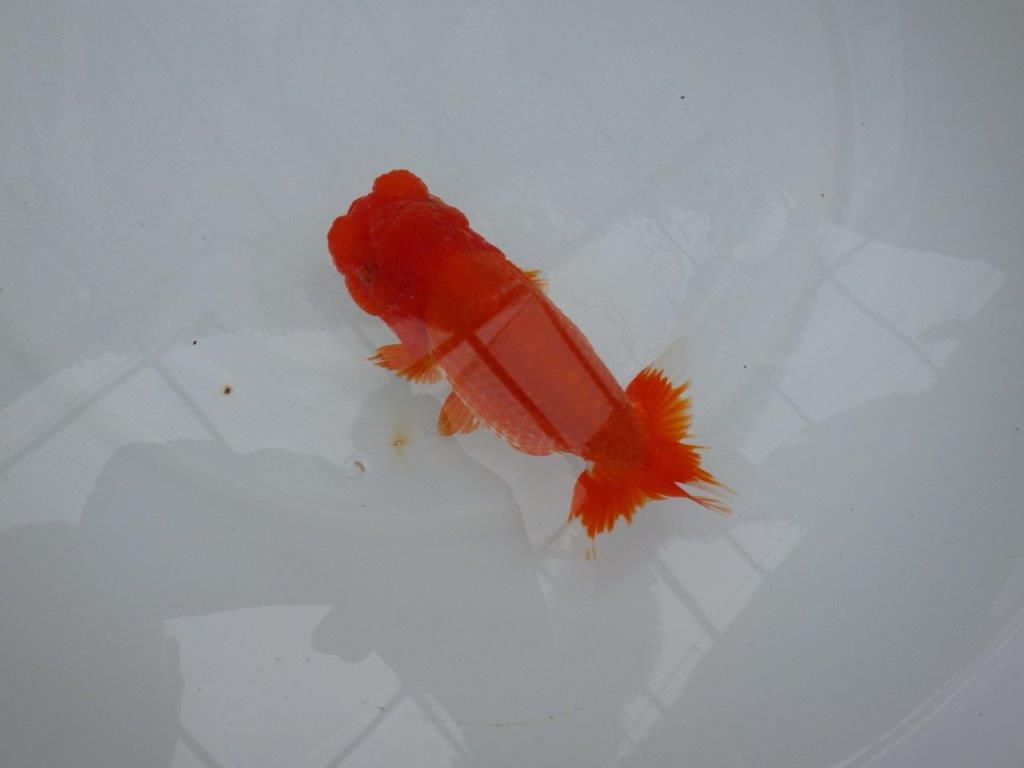 【美しい更紗、カナコ系の柄】愛知　竹内氏　明け二歳らんちゅう 　約14ｃｍ　性別不明