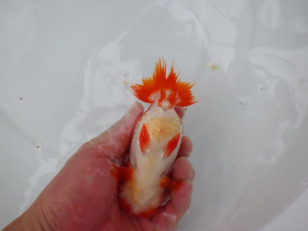 【美しい更紗、カナコ系の柄】愛知　竹内氏　明け二歳らんちゅう 　約14ｃｍ　性別不明