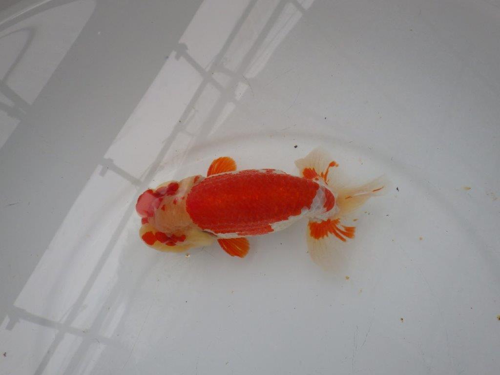 【浜松 茂木彰 氏】素晴らしい尾型・構えの参歳らんちゅう 約16㎝ オス