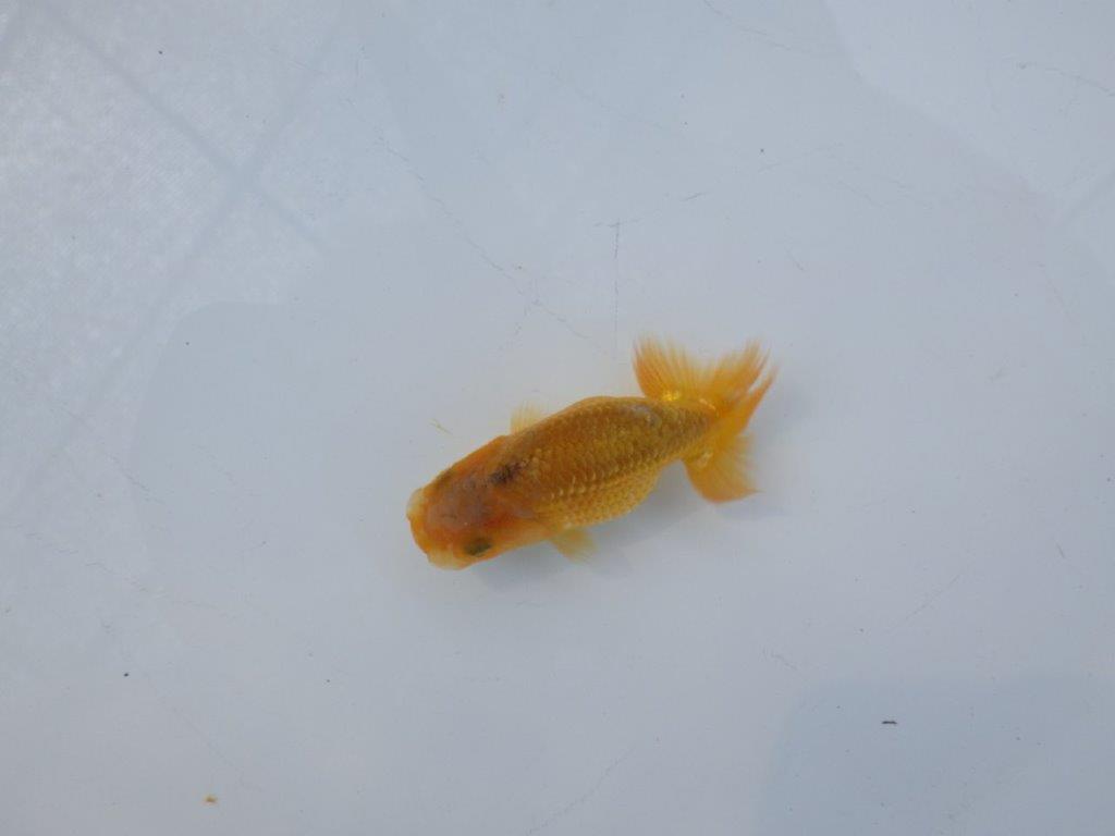 【 約１週間の期間限定販売】頭が良く背も綺麗　約8㎝　性別不明【 岡山村上暢彦氏作】