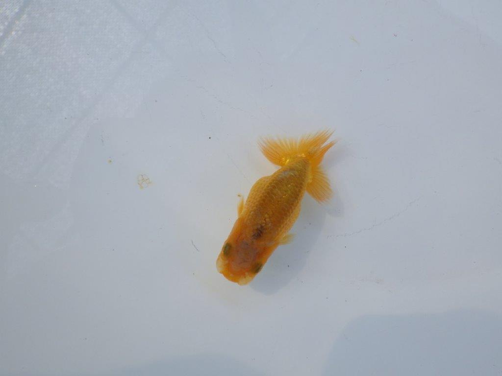 【 約１週間の期間限定販売】頭が良く背も綺麗　約8㎝　性別不明【 岡山村上暢彦氏作】