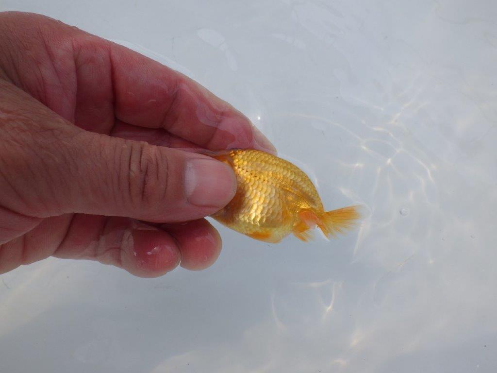 【 約１週間の期間限定販売】頭が良く背も綺麗　約8㎝　性別不明【 岡山村上暢彦氏作】