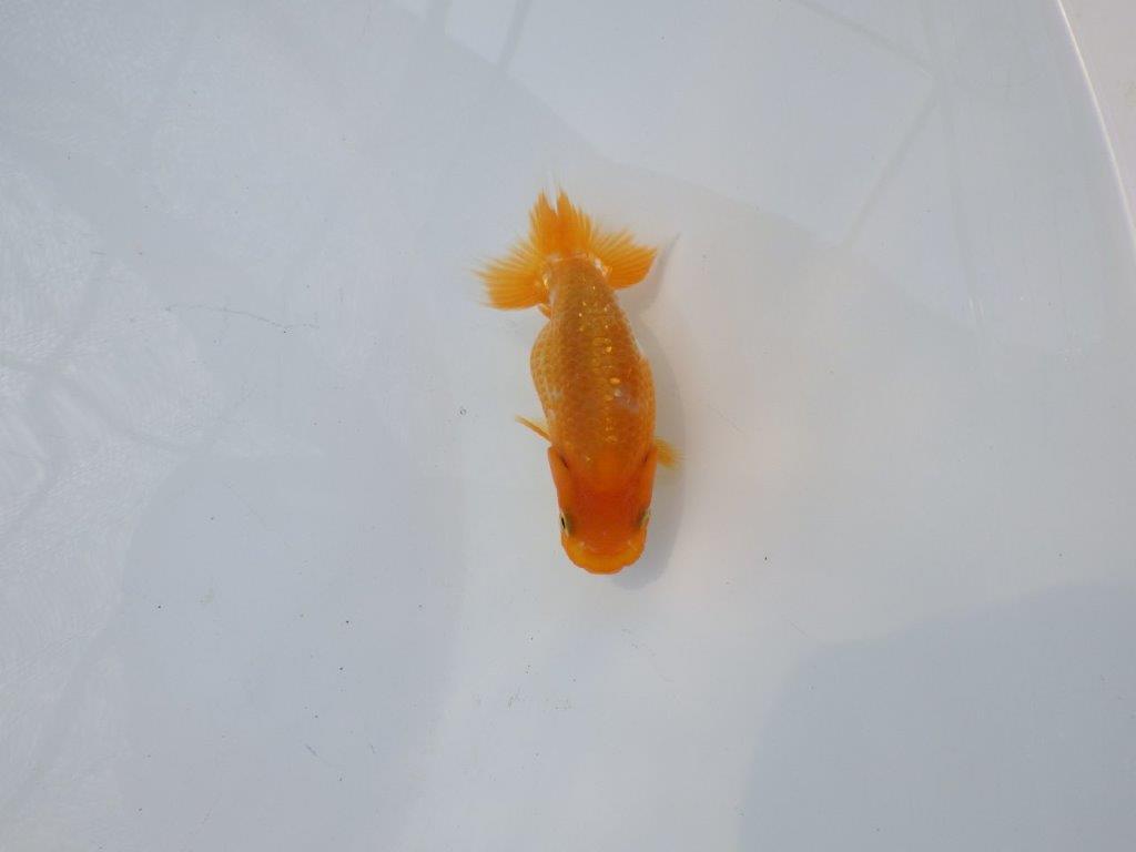 【 約１週間の期間限定販売】尾張りも良く背も綺麗　約8,5㎝　性別不明【 岡山村上暢彦氏作】