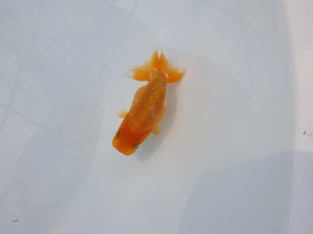 【 約１週間の期間限定販売】尾張りも良く背も綺麗　約8,5㎝　性別不明【 岡山村上暢彦氏作】