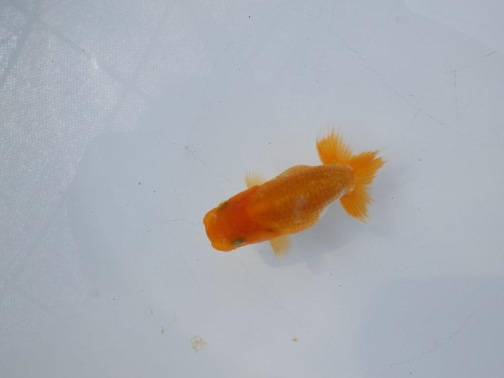 【 約１週間の期間限定販売】尾張りも良く背も綺麗　約8,5㎝　性別不明【 岡山村上暢彦氏作】