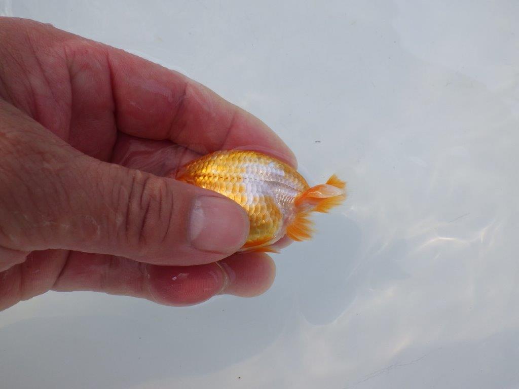 【 約１週間の期間限定販売】尾張りも良く背も綺麗　約8,5㎝　性別不明【 岡山村上暢彦氏作】
