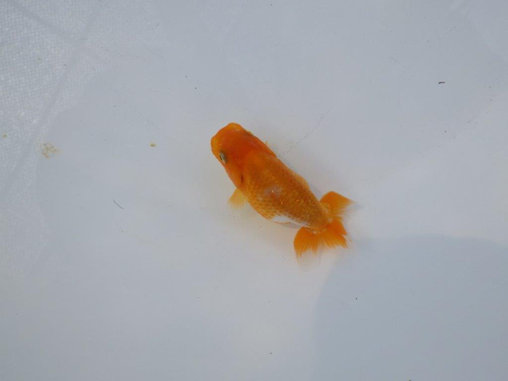 【 約１週間の期間限定販売】尾張りも良く背も綺麗　約8,5㎝　性別不明【 岡山村上暢彦氏作】