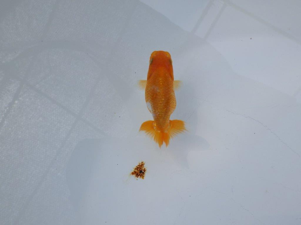 【 約１週間の期間限定販売】尾張りも良く背も綺麗　約8,5㎝　性別不明【 岡山村上暢彦氏作】