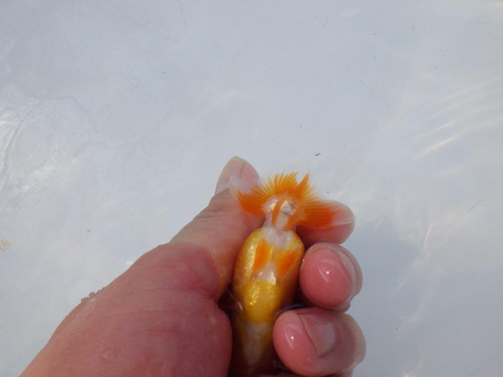 【 約１週間の期間限定販売】尾張りも良く背も綺麗　約8,5㎝　性別不明【 岡山村上暢彦氏作】