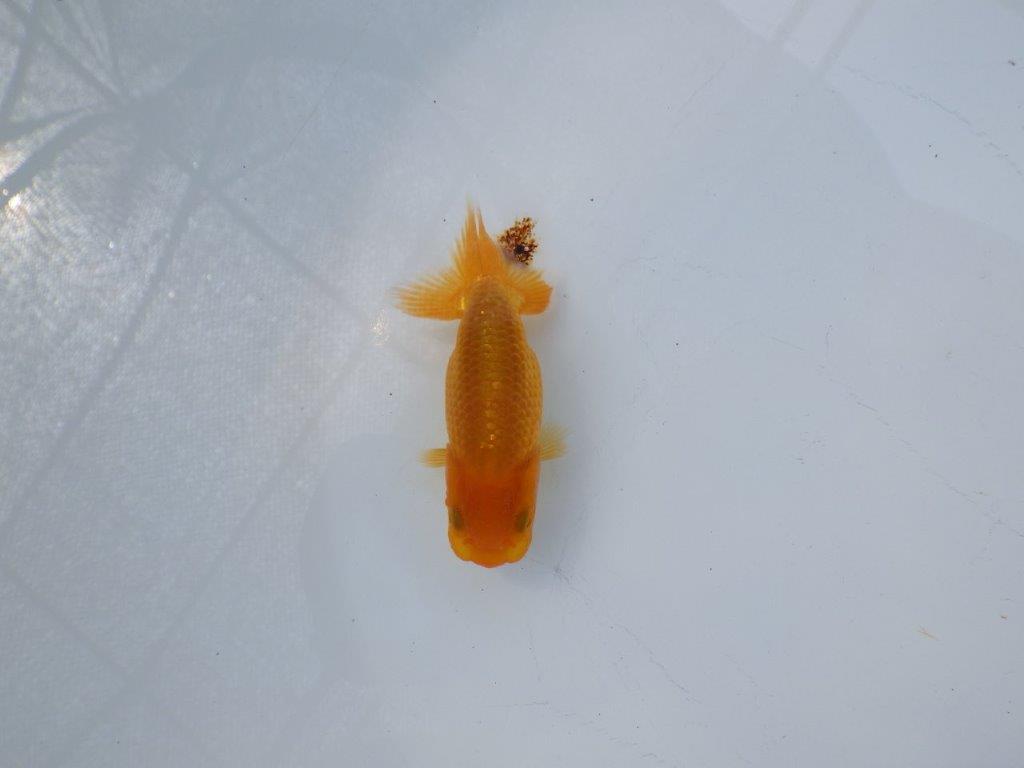 【 約１週間の期間限定販売】魚の雰囲気がとても良い　約8,5㎝　性別不明【 岡山村上暢彦氏作】
