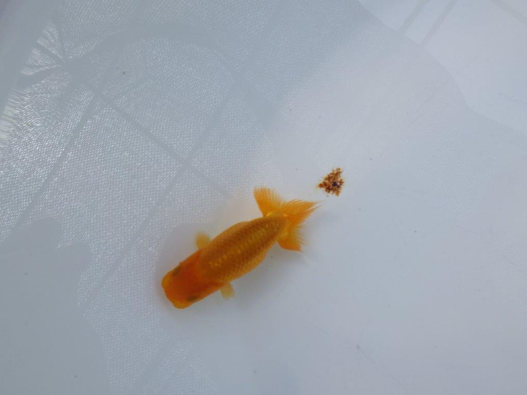 【 約１週間の期間限定販売】魚の雰囲気がとても良い　約8,5㎝　性別不明【 岡山村上暢彦氏作】