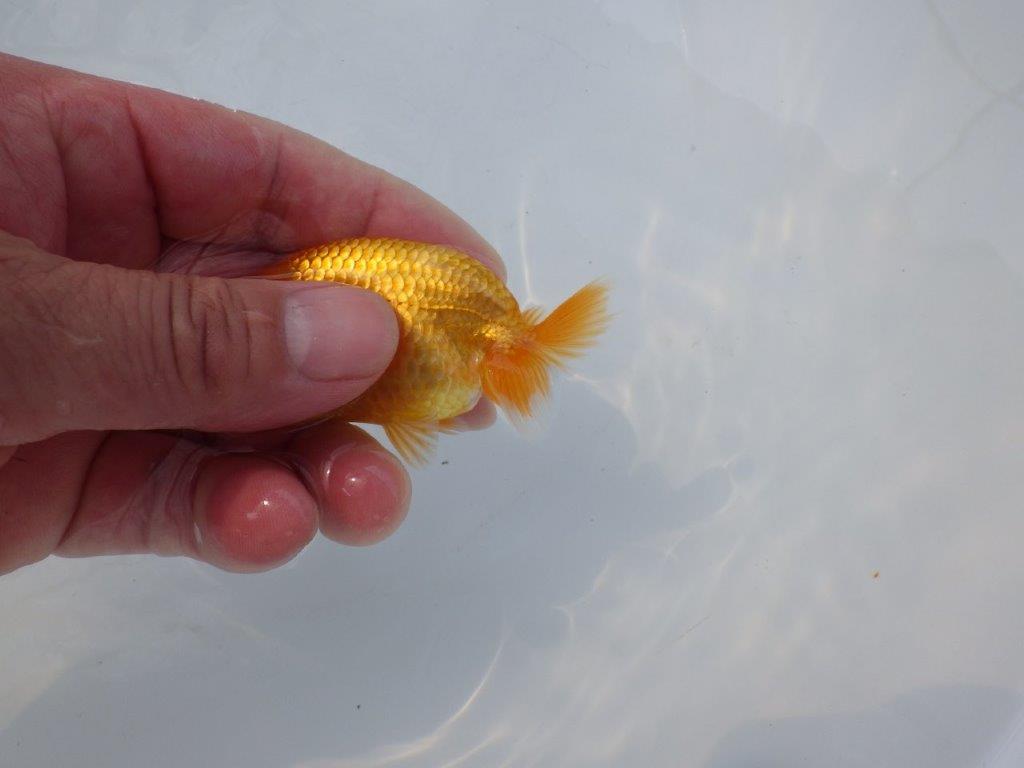 【 約１週間の期間限定販売】魚の雰囲気がとても良い　約8,5㎝　性別不明【 岡山村上暢彦氏作】