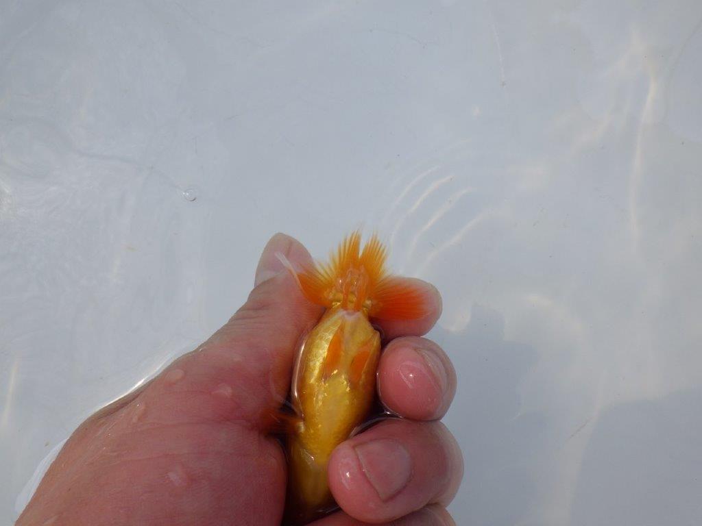 【 約１週間の期間限定販売】魚の雰囲気がとても良い　約8,5㎝　性別不明【 岡山村上暢彦氏作】
