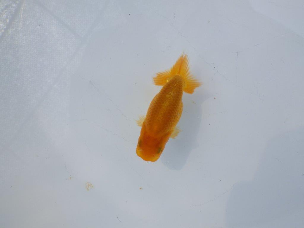 【 約１週間の期間限定販売】魚の雰囲気が良い　約9㎝　性別不明【 岡山村上暢彦氏作】の上身
