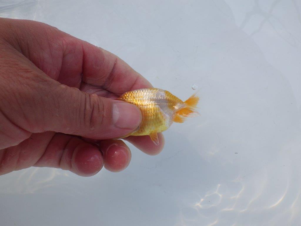 【 約１週間の期間限定販売】非常に美しい柄の更紗　約7,5㎝　性別不明【 岡山村上暢彦氏作】