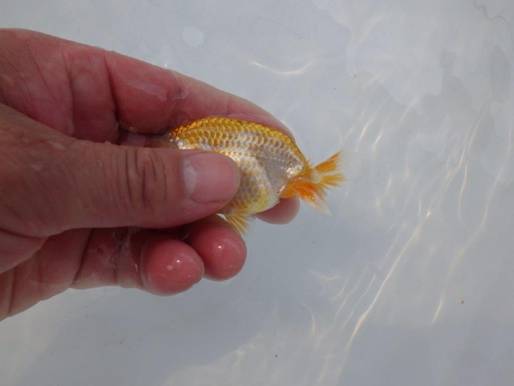 【 約１週間の期間限定販売】雰囲気抜群！柄も綺麗！　約9,5㎝　性別不明【 岡山村上暢彦氏作】
