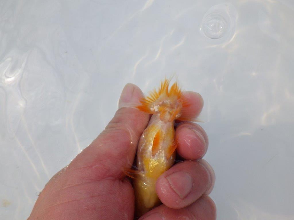 【 約１週間の期間限定販売】雰囲気抜群！柄も綺麗！　約9,5㎝　性別不明【 岡山村上暢彦氏作】