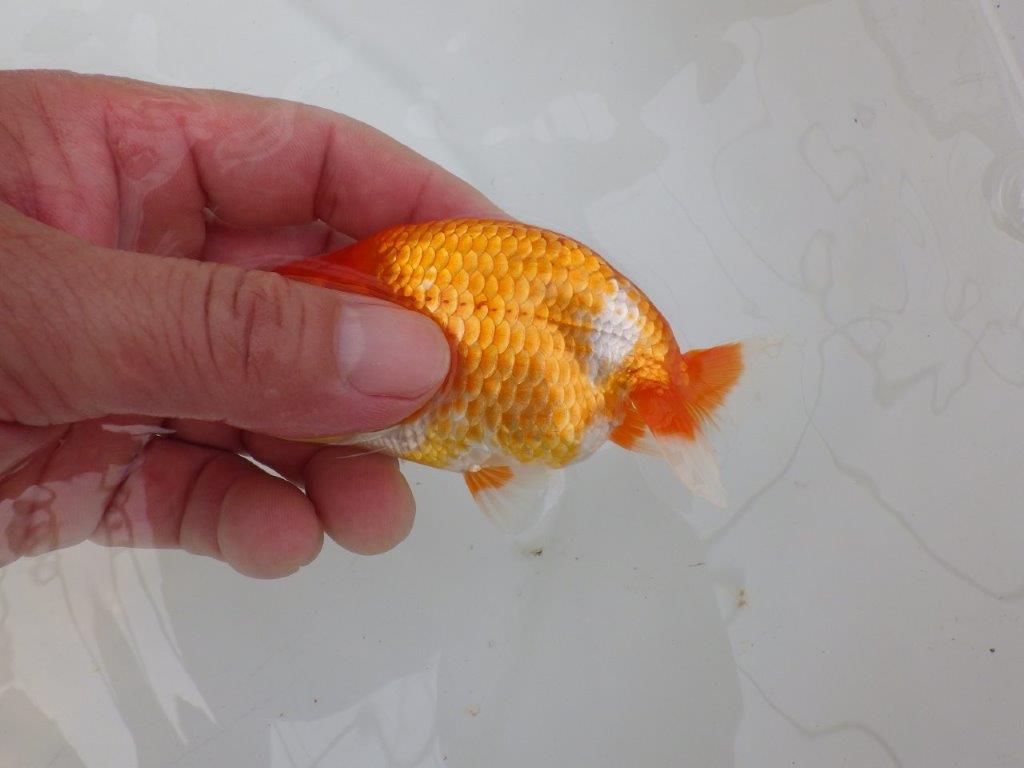 【愛知M 様】雰囲気が良く飼い込みお勧め!当歳らんちゅう 約10,5㎝