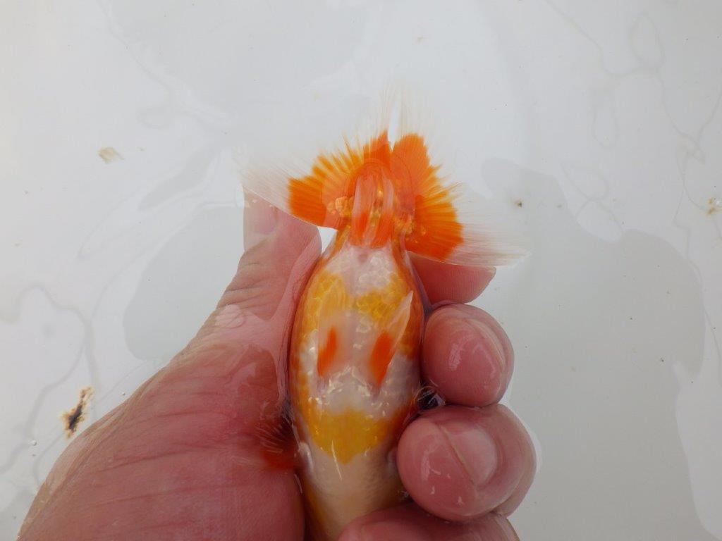 【愛知M 様】雰囲気が良く飼い込みお勧め!当歳らんちゅう 約10,5㎝