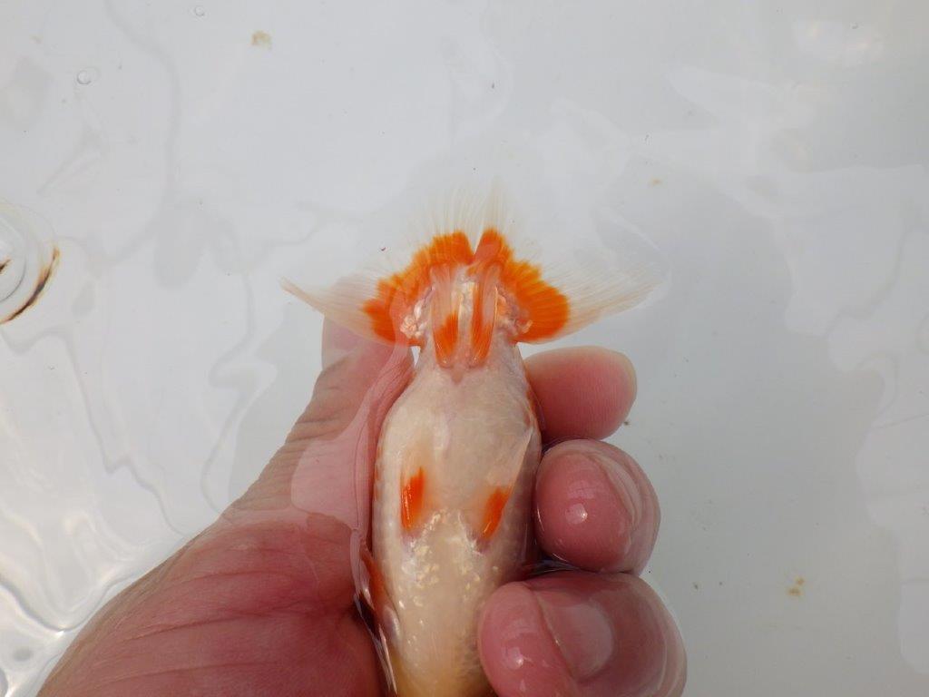 【愛知M 様】飼い込みお勧め美しい柄の更紗当歳らんちゅう 約10㎝