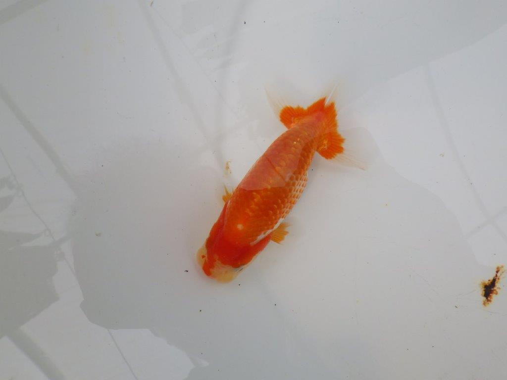【愛知M 様】飼い込みお勧め美しい柄の更紗当歳らんちゅう 約10㎝
