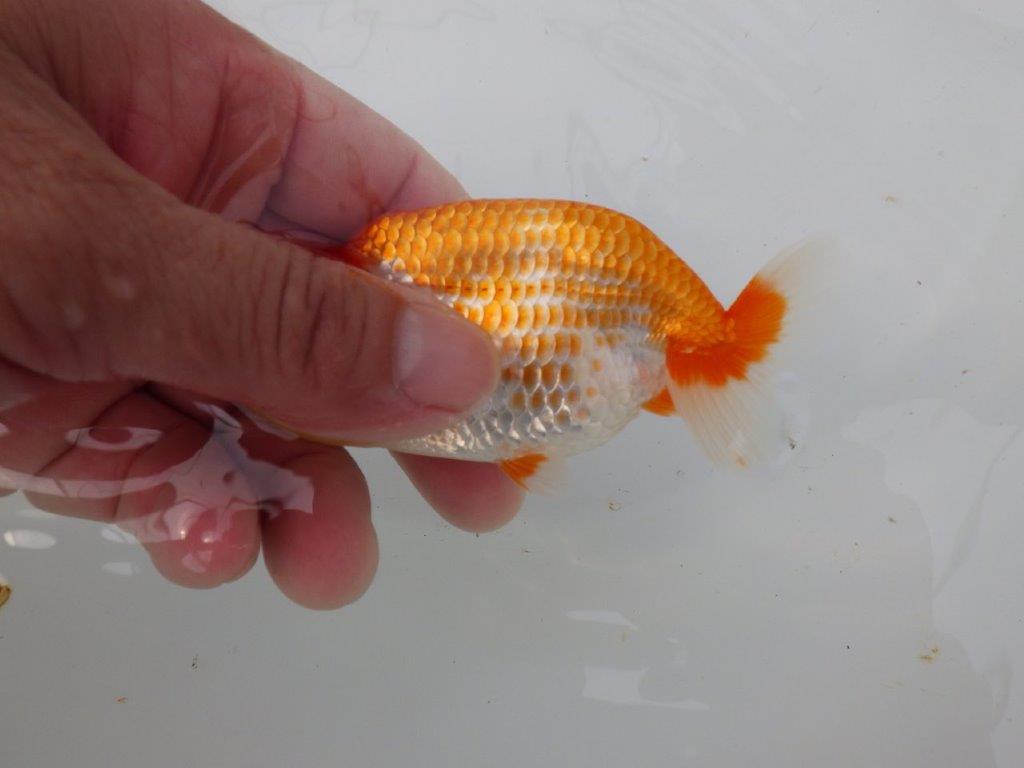 【愛知M 様】飼い込みお勧め美しい柄の更紗当歳らんちゅう 約10㎝