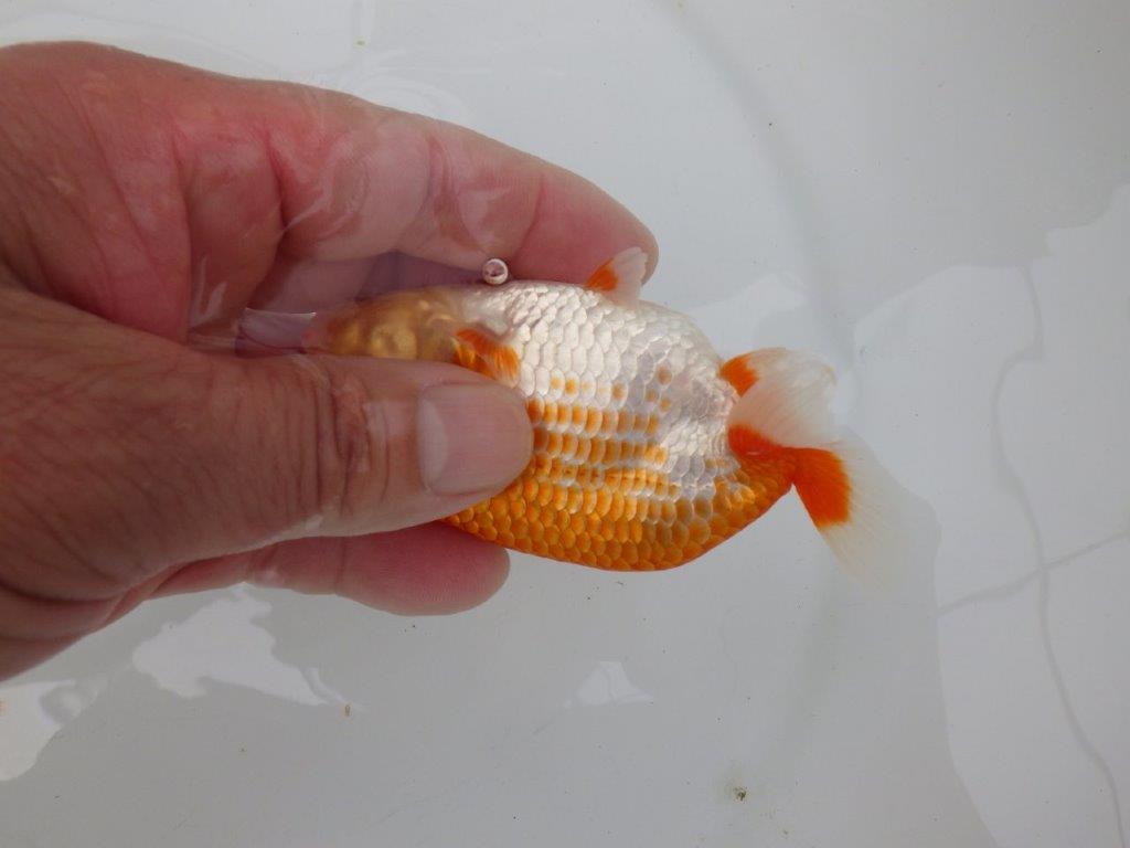 【愛知M 様】飼い込みお勧め美しい柄の更紗当歳らんちゅう 約10㎝