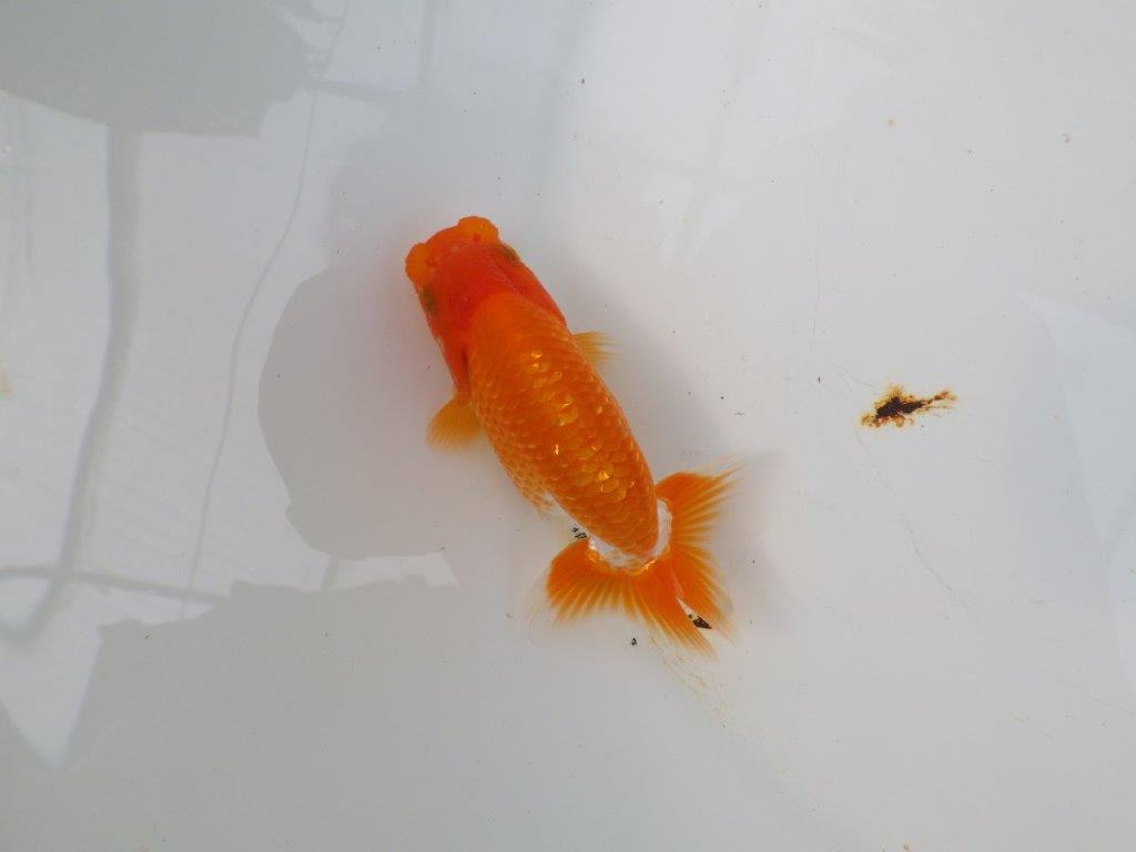 【愛知M 様】魚っぷりが良い一尾!!!当歳らんちゅう 約10㎝