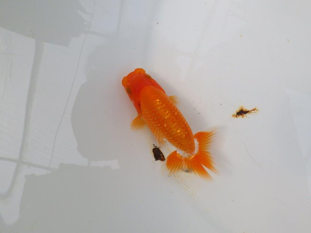 【愛知M 様】魚っぷりが良い一尾!!!当歳らんちゅう 約10㎝