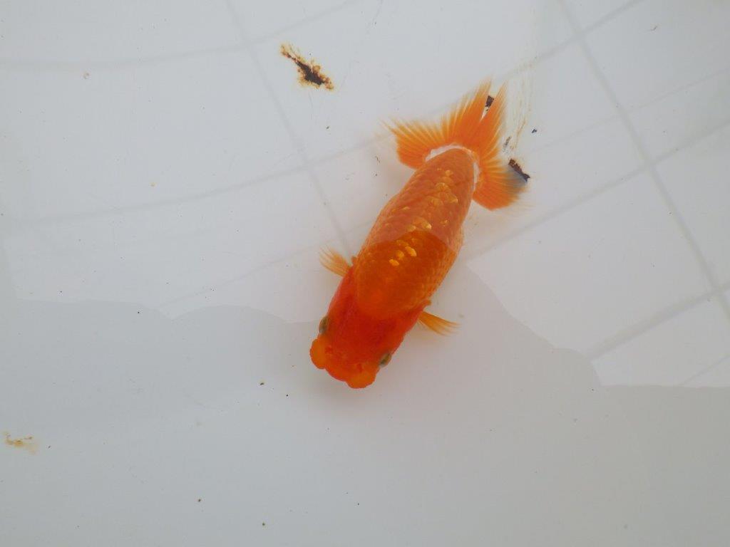 【愛知M 様】魚っぷりが良い一尾！！！当歳らんちゅう  約10㎝