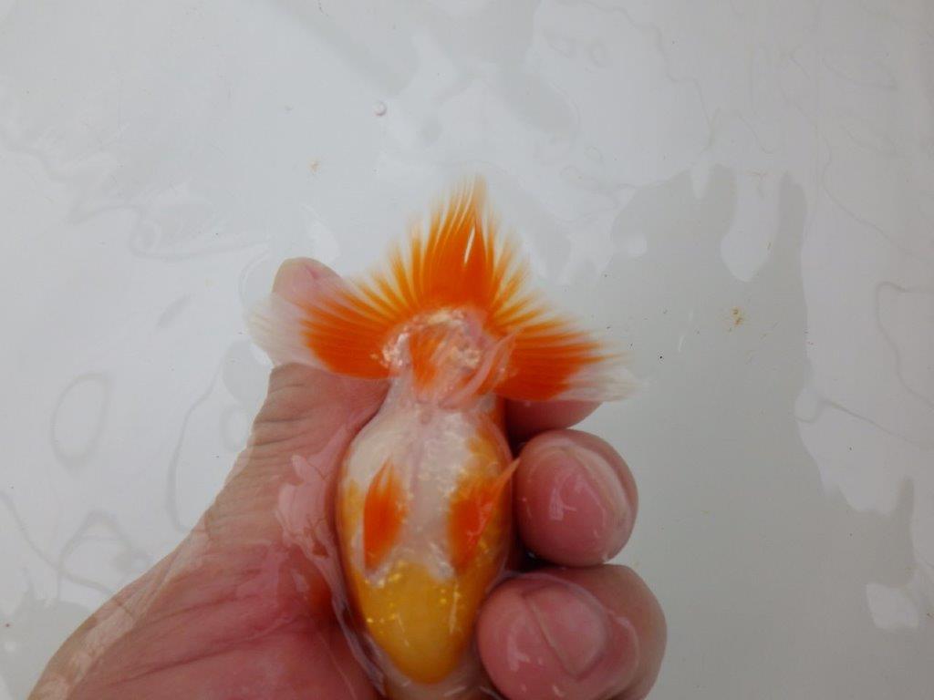 【愛知M 様】魚っぷりが良い一尾!!!当歳らんちゅう 約10㎝