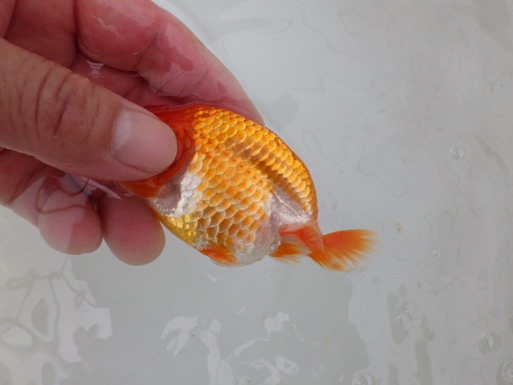 【愛知M 様】魚っぷりが良い一尾!!!当歳らんちゅう 約10㎝