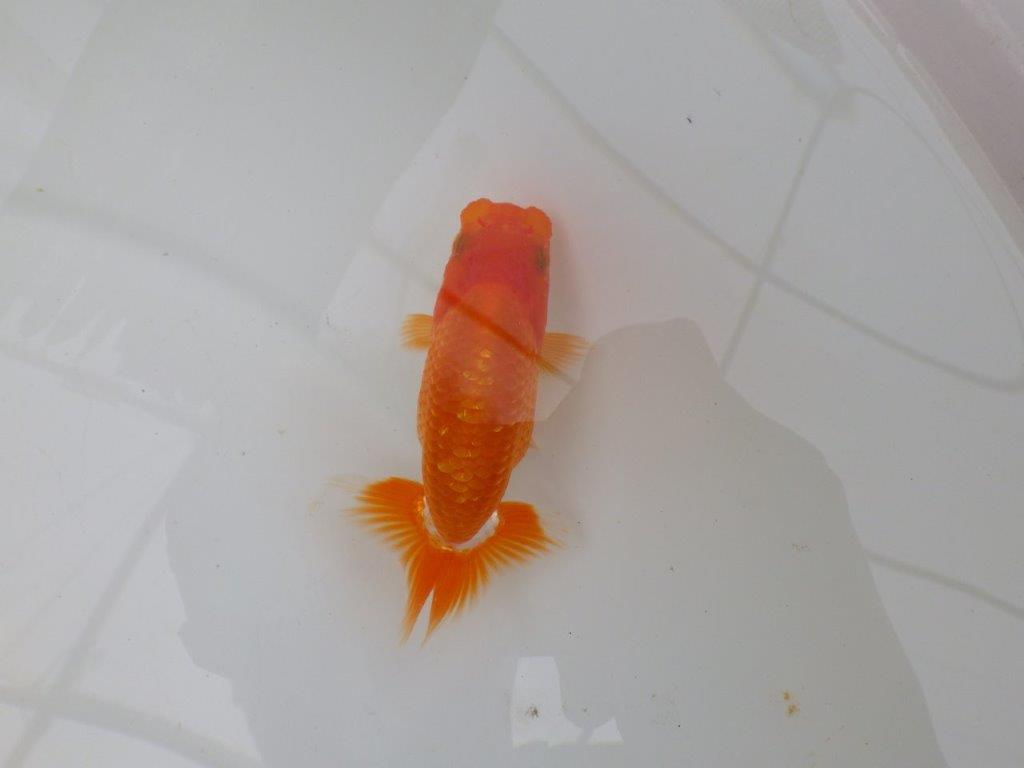 【愛知M 様】魚っぷりが良い一尾!!!当歳らんちゅう 約10㎝
