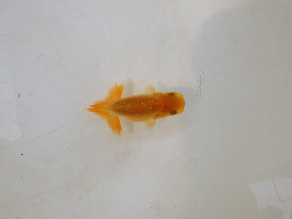 【日らん優等賞獲得ブリーダー】前がかりの効いた粋な尾型 当歳らんちゅう約~6,5㎝