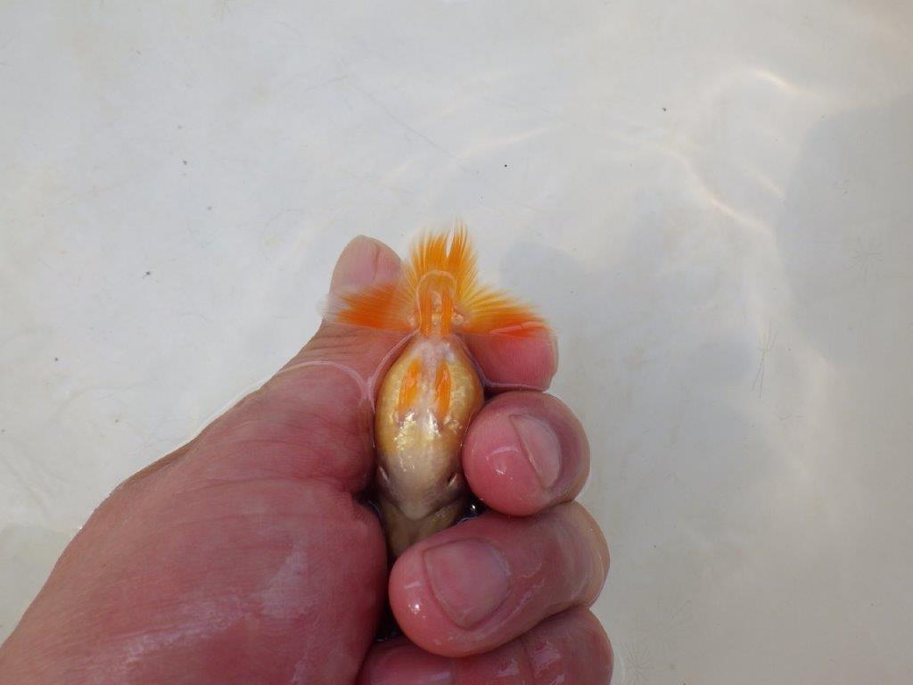 【日らん優等賞獲得ブリーダー】前がかりの効いた粋な尾型 当歳らんちゅう約~6,5㎝