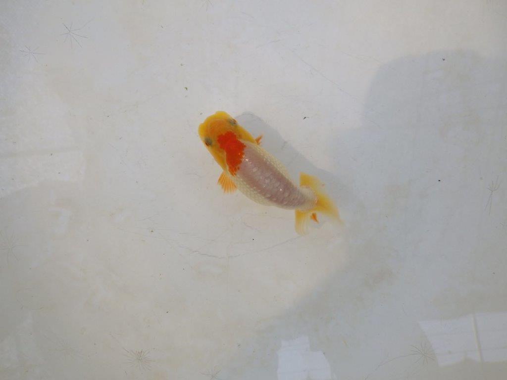 【日らん優等賞獲得ブリーダー】背中のラインが綺麗で水槽映え当歳らんちゅう約~9,5㎝の上身